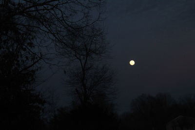 Low angle view of silhouette trees against sky at night