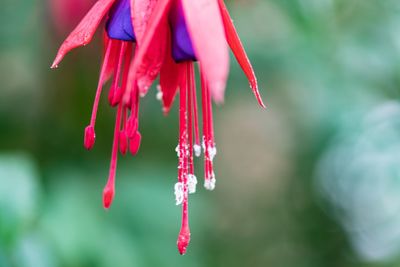 Close-up of red flower