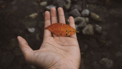 Close-up of hand holding autumn leaf