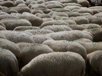 Full frame shot of sheep
