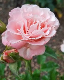 Close-up of pink rose