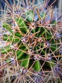 Close-up of cactus plant on field