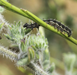 Close-up of insect on plant