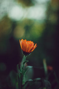 Lone flower 
