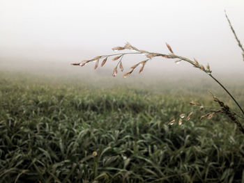 Close-up of plant growing on field