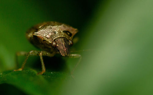 Stink bug on a leaf