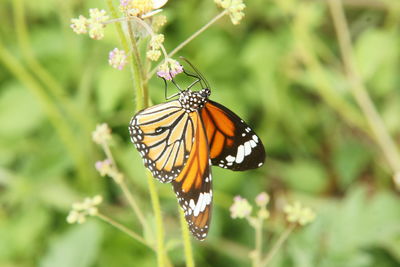 Close-up of butterfly pollinating on flower