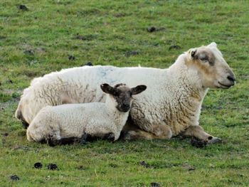 Mother sheep with her lamb taking a rest