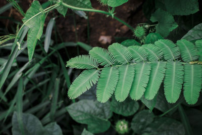 Close-up of fern leaves on field