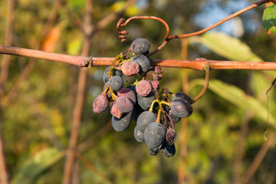 Close-up of berries growing on tree