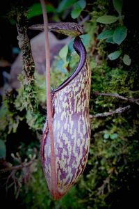 Close-up of leaf hanging on tree