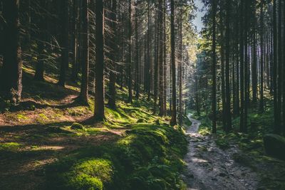 Trees in forest