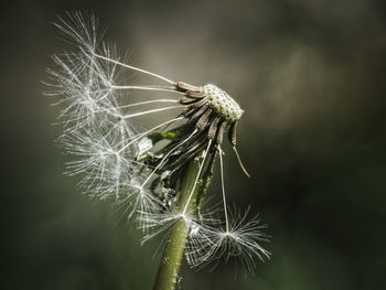 Close-up of wilted dandelion