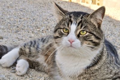 Close-up portrait of cat