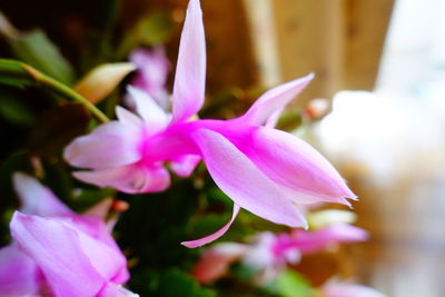 Close-up of pink flowering plant