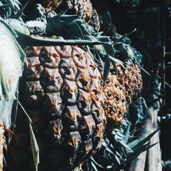 Close-up of fruits for sale