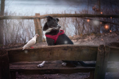 Close-up of dog with bird sitting on wooden bench