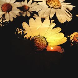 Close-up of yellow flowers blooming at night