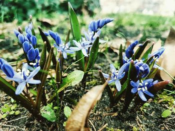 Close-up of purple flowers blooming outdoors