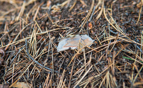 High angle view of mushroom growing on field