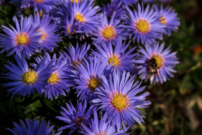 Close-up of purple flowering plants