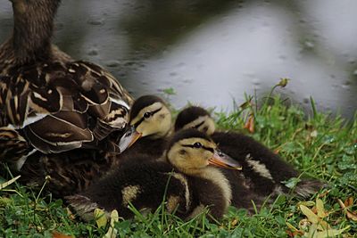 Duck in lake