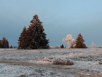 Trees on snow covered land against sky