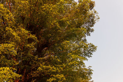 Low angle view of trees against sky during autumn