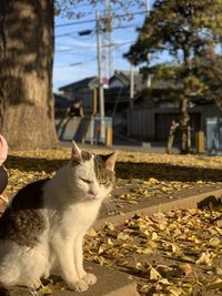 Cat sitting outdoors