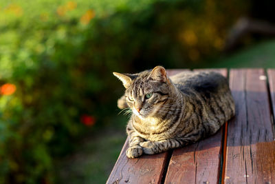 Cat looking up