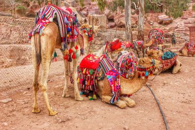 Camels waiting