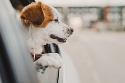 Close-up of dog looking away