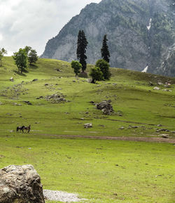 Cows grazing on field against sky