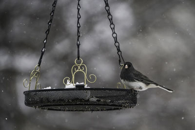 Close-up of bird perching on chain