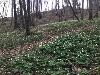 View of trees in forest