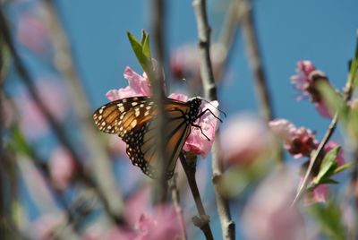 Close-up of butterfly pollinating on flower