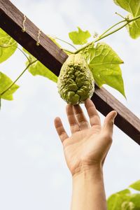 Cropped hand of person holding plant