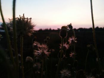 Close-up of thistle on field against sky during sunset