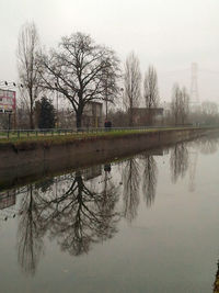 Bare trees by lake