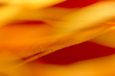 Full frame shot of orange flower