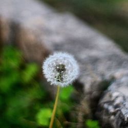 Close-up of dandelion