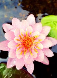 Close-up of water lily blooming in pond