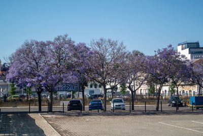 Cherry blossom trees in park against sky