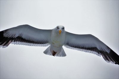Low angle view of birds against clear sky