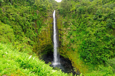 Scenic view of waterfall in forest