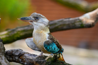 Close-up of bird perching on branch