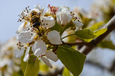 Close-up of white cherry blossoms