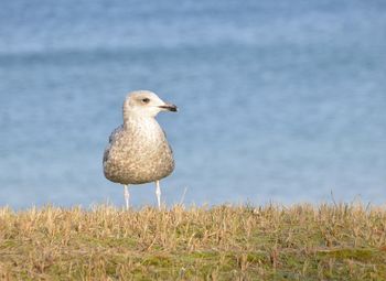 Close-up of bird on grass