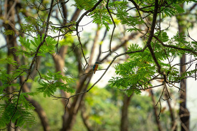Low angle view of bamboo trees in forest