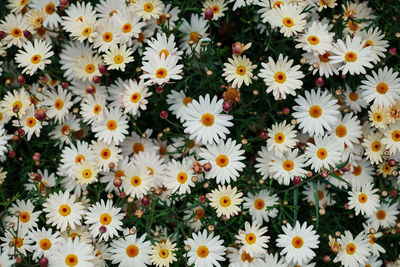 Close-up of daisies